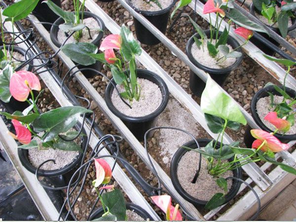 花卉产业应用节水灌溉技术分析